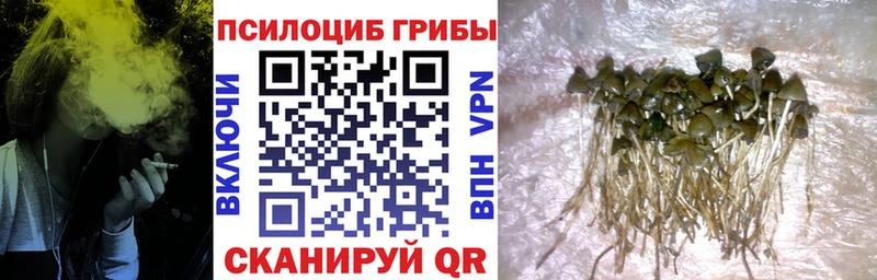 продажа наркотиков Асино Псилоцибиновые грибы GOLDEN TEACHER